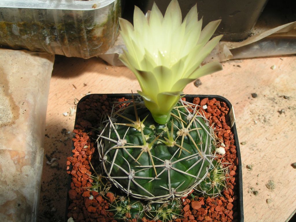 Gymnocalycium guerkeanum